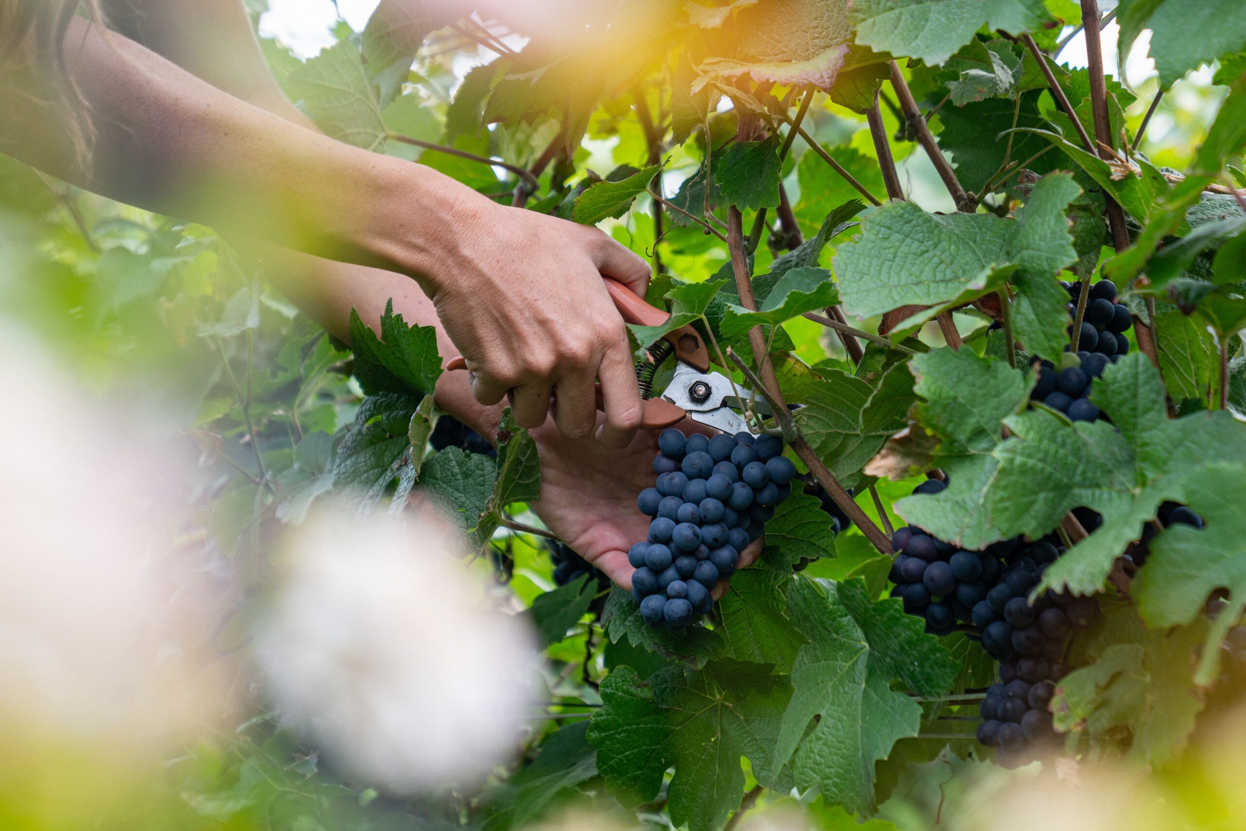Lire la suite à propos de l’article Vendanges 2025